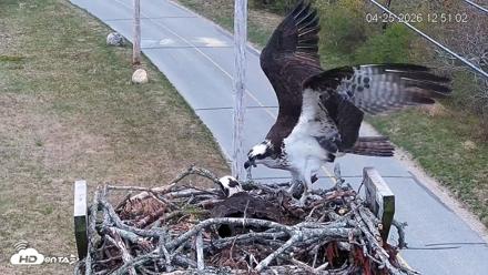 Fishers Island Middle Farms Ospreys Live Webcam - Apr 25, 2026, 12:51pm EDT