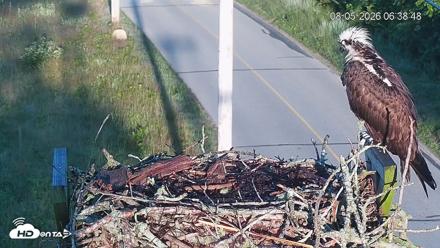 Fishers Island Middle Farms Ospreys Live Webcam - Aug 5, 2026, 11:01am EDT