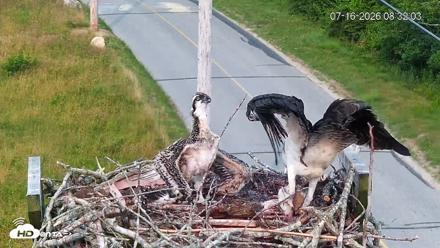 Fishers Island Middle Farms Ospreys Live Webcam - Jul 16, 2026, 8:38am EDT