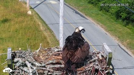 Fishers Island Middle Farms Ospreys Live Webcam - Jun 27, 2026, 8:56am EDT