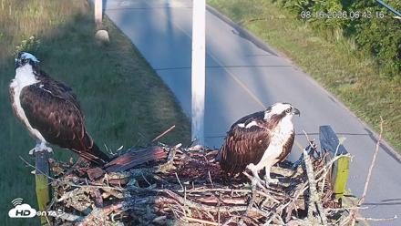 Fishers Island Middle Farms Ospreys Live Webcam - Aug 16, 2026, 6:50am EDT