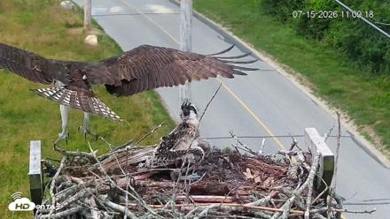 Fishers Island Middle Farms Ospreys Live Webcam - Jul 15, 2026, 11:10am EDT