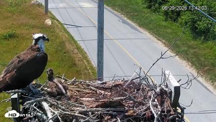 Fishers Island Middle Farms Ospreys Live Webcam - Jun 29, 2026, 1:42pm EDT