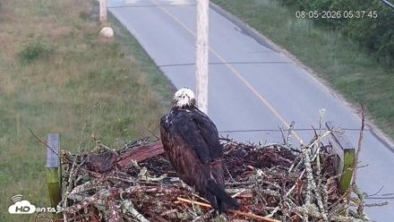 Fishers Island Middle Farms Ospreys Live Webcam - Aug 5, 2026, 5:38am EDT