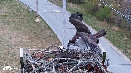 Fishers Island Middle Farms Ospreys Live Webcam - Apr 25, 2026, 12:52pm EDT