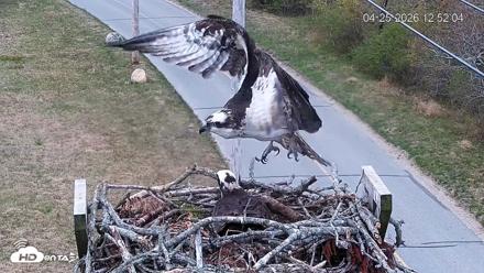 Fishers Island Middle Farms Ospreys Live Webcam - Apr 25, 2026, 12:58pm EDT