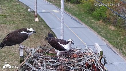 Fishers Island Middle Farms Ospreys Live Webcam - May 2, 2026, 9:08am EDT