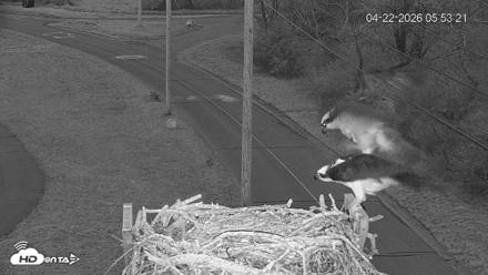 Fishers Island Middle Farms Ospreys Live Webcam - Apr 22, 2026, 7:23am EDT