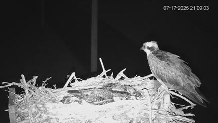 Fishers Island Middle Farms Ospreys Live Webcam - Jul 17, 2025, 11:12pm EDT