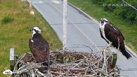 Fishers Island Middle Farms Ospreys Live Webcam - Jul 28, 2026, 8:54am EDT