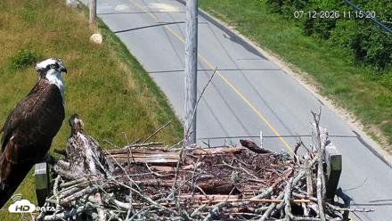Fishers Island Middle Farms Ospreys Live Webcam - Jul 12, 2026, 11:16am EDT
