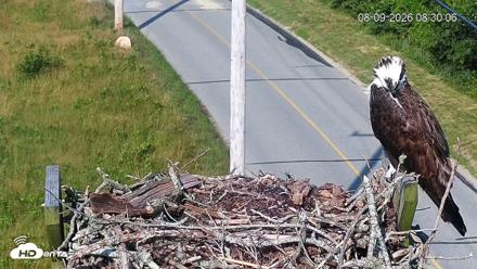 Fishers Island Middle Farms Ospreys Live Webcam - Aug 9, 2026, 8:30am EDT