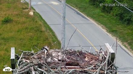 Fishers Island Middle Farms Ospreys Live Webcam - Jul 15, 2026, 12:03pm EDT