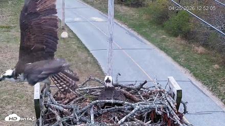 Fishers Island Middle Farms Ospreys Live Webcam - Apr 25, 2026, 12:53pm EDT