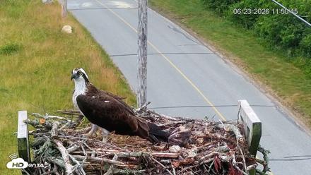 Fishers Island Middle Farms Ospreys Live Webcam - Jun 23, 2026, 11:51am EDT