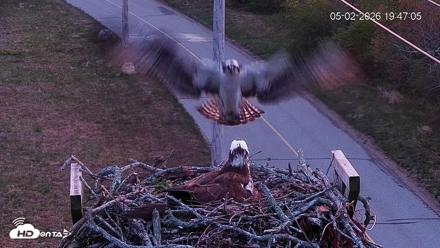 Fishers Island Middle Farms Ospreys Live Webcam - May 2, 2026, 8:46pm EDT