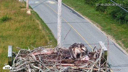 Fishers Island Middle Farms Ospreys Live Webcam - Jul 16, 2026, 8:58am EDT