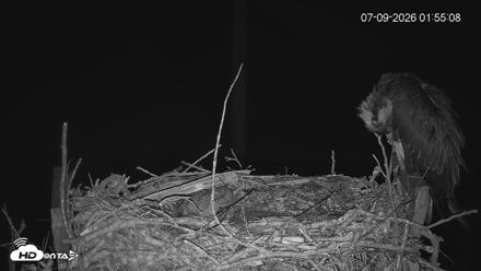 Fishers Island Middle Farms Ospreys Live Webcam - Jul 9, 2026, 1:55am EDT