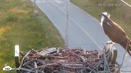 Fishers Island Middle Farms Ospreys Live Webcam - Aug 13, 2026, 6:28pm EDT
