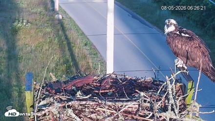 Fishers Island Middle Farms Ospreys Live Webcam - Aug 5, 2026, 12:35pm EDT