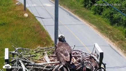 Fishers Island Middle Farms Ospreys Live Webcam - Jun 16, 2026, 1:48pm EDT