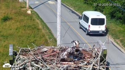 Fishers Island Middle Farms Ospreys Live Webcam - Jul 15, 2026, 9:11am EDT