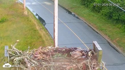 Fishers Island Middle Farms Ospreys Live Webcam - Jul 1, 2026, 6:27am EDT