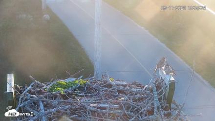 Fishers Island Middle Farms Ospreys Live Webcam - Sep 11, 2026, 6:39pm EDT