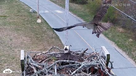 Fishers Island Middle Farms Ospreys Live Webcam - Apr 25, 2026, 12:54pm EDT