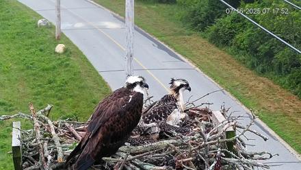 Fishers Island Middle Farms Ospreys Live Webcam - Jul 16, 2025, 7:37am EDT
