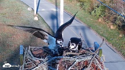Fishers Island Middle Farms Ospreys Live Webcam - Apr 28, 2026, 7:56am EDT