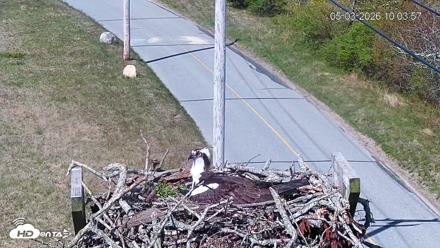 Fishers Island Middle Farms Ospreys Live Webcam - May 3, 2026, 11:06am EDT