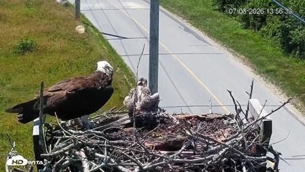 Fishers Island Middle Farms Ospreys Live Webcam - Jul 8, 2026, 2:15pm EDT