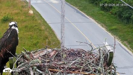 Fishers Island Middle Farms Ospreys Live Webcam - Jul 28, 2026, 6:25am EDT