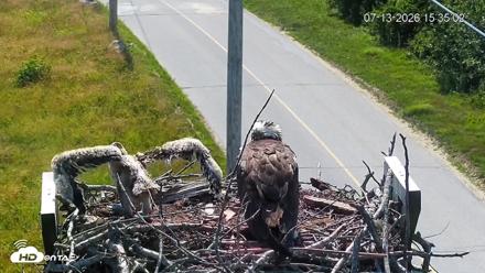 Fishers Island Middle Farms Ospreys Live Webcam - Jul 13, 2026, 3:37pm EDT