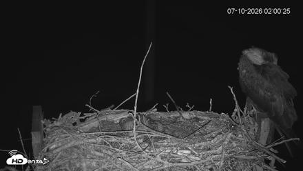 Fishers Island Middle Farms Ospreys Live Webcam - Jul 10, 2026, 2:01am EDT