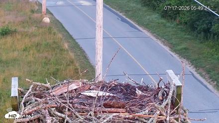 Fishers Island Middle Farms Ospreys Live Webcam - Jul 17, 2026, 5:50am EDT