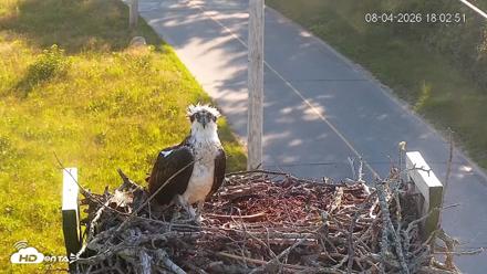 Fishers Island Middle Farms Ospreys Live Webcam - Aug 4, 2026, 6:05pm EDT