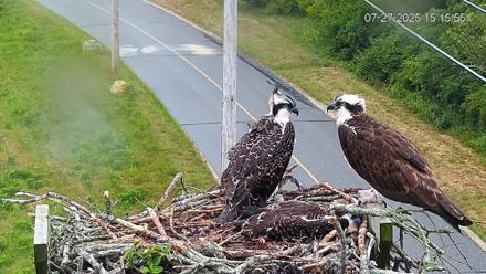 Fishers Island Middle Farms Ospreys Live Webcam - Jul 27, 2025, 3:19pm EDT