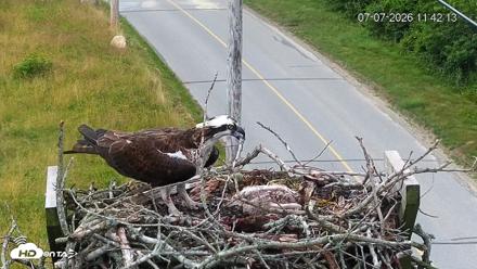 Fishers Island Middle Farms Ospreys Live Webcam - Jul 7, 2026, 11:48am EDT