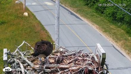 Fishers Island Middle Farms Ospreys Live Webcam - Jun 19, 2026, 11:31am EDT
