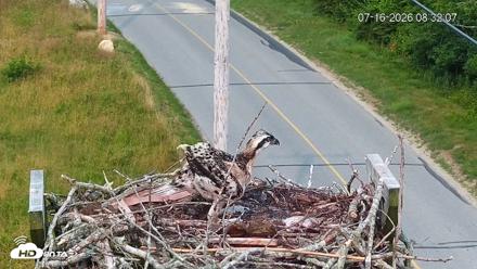 Fishers Island Middle Farms Ospreys Live Webcam - Jul 16, 2026, 8:36am EDT
