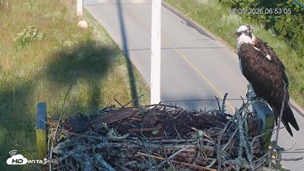 Fishers Island Middle Farms Ospreys Live Webcam - Aug 5, 2026, 12:34pm EDT