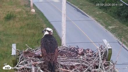Fishers Island Middle Farms Ospreys Live Webcam - Aug 9, 2026, 5:41am EDT