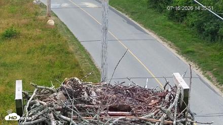 Fishers Island Middle Farms Ospreys Live Webcam - Jul 16, 2026, 2:36pm EDT
