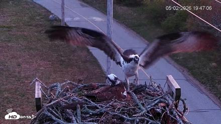 Fishers Island Middle Farms Ospreys Live Webcam - May 2, 2026, 8:47pm EDT