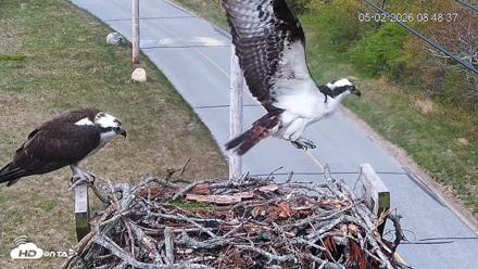 Fishers Island Middle Farms Ospreys Live Webcam - May 2, 2026, 9:09am EDT