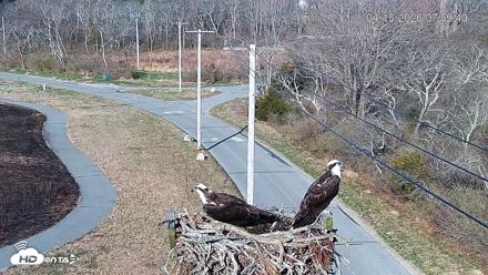 Fishers Island Middle Farms Ospreys Live Webcam - Apr 15, 2026, 8:00am EDT