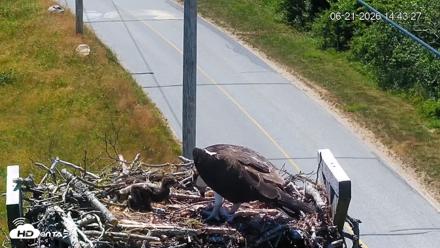 Fishers Island Middle Farms Ospreys Live Webcam - Jun 21, 2026, 2:44pm EDT