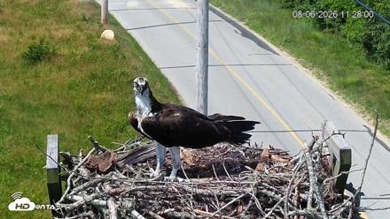 Fishers Island Middle Farms Ospreys Live Webcam - Aug 6, 2026, 6:20pm EDT